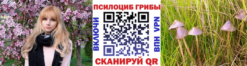 закладка  Курган  Галлюциногенные грибы мицелий 